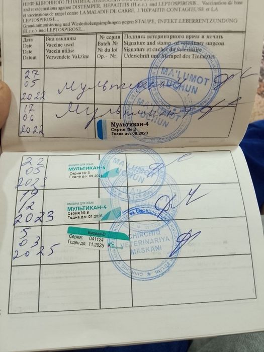 Продаются щенки немецкой овчарки