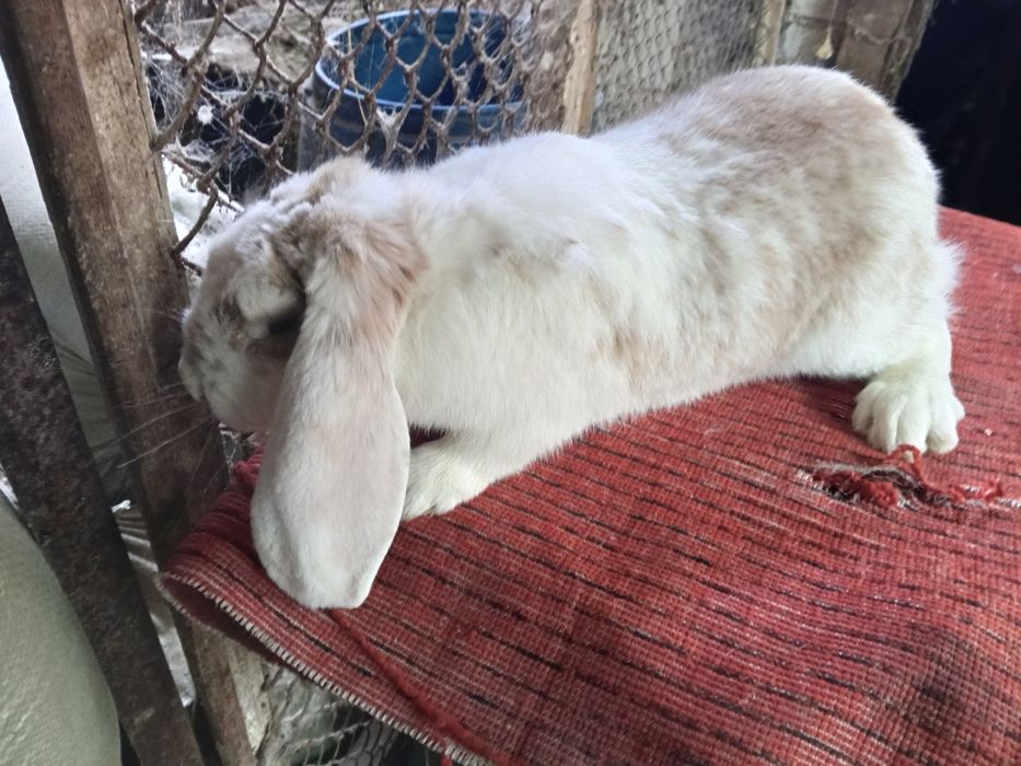 Кролики французский баран