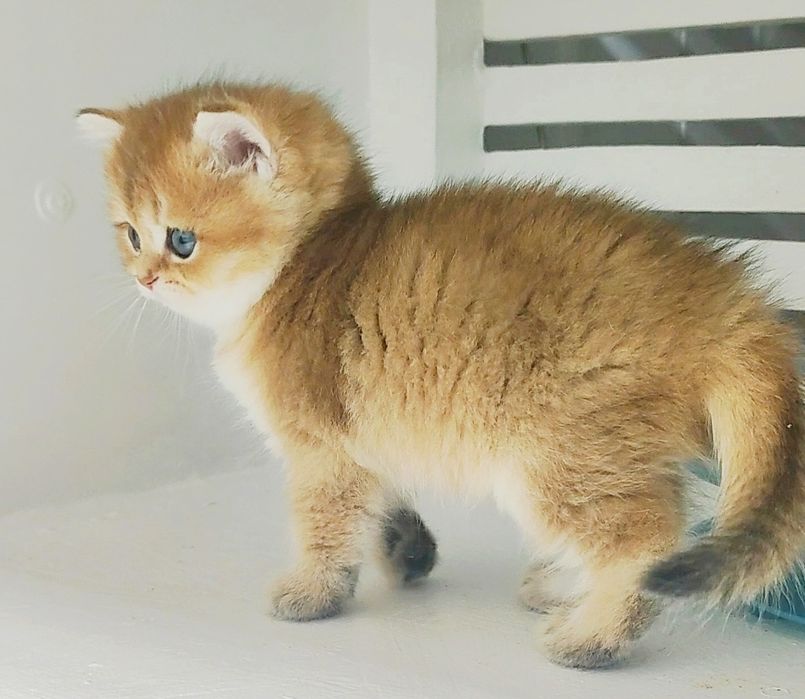 Котики и кошечки британские