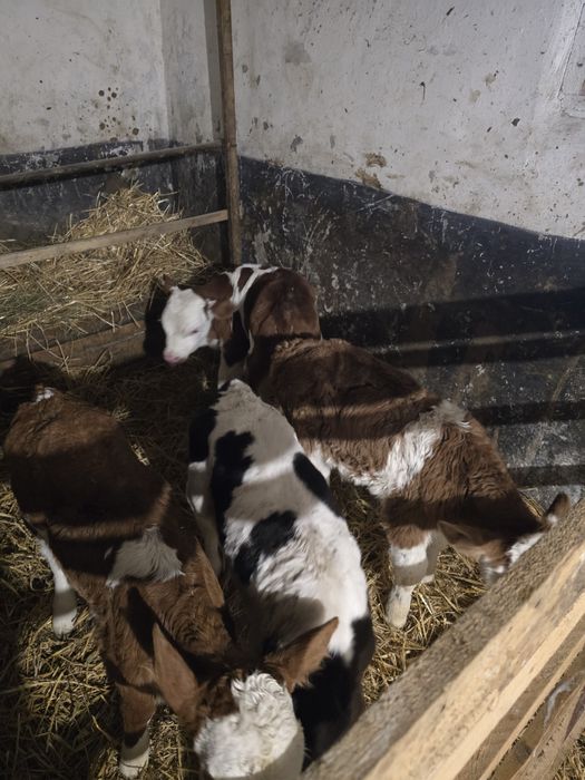 Vitei de 5 saptamani