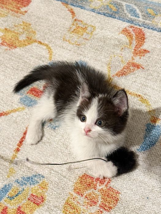 Котенок ищет себе семью