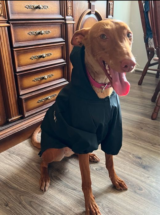 Фараонова собака