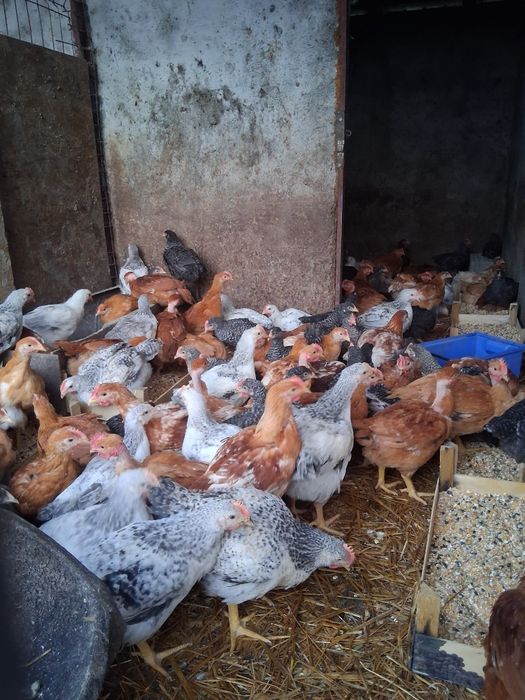 Pui rasa mixta  1.2/1.3 kg cu certificat de sănătate