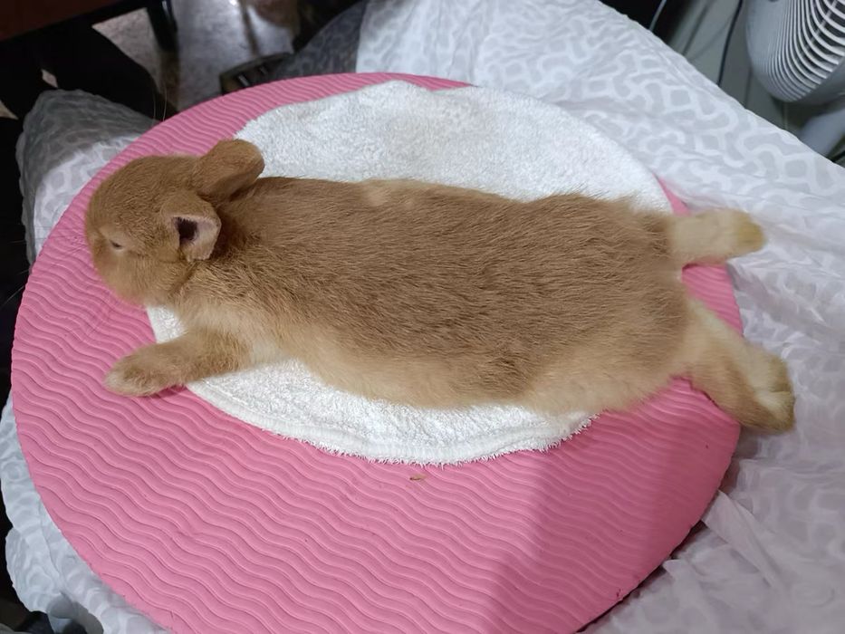 Siz yoqtiradigan karlik quyonchalari