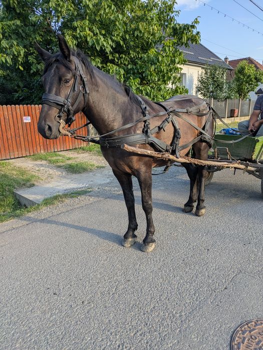 Vând iapă de  4  ani