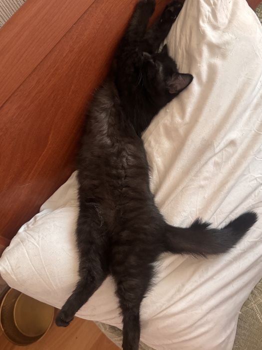 Котенок в добрые руки. Игривая девочка. Метис британки. Есть паспорт
