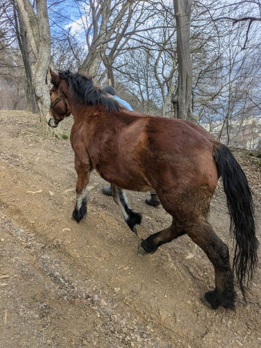 Vând sau schimb cu animale