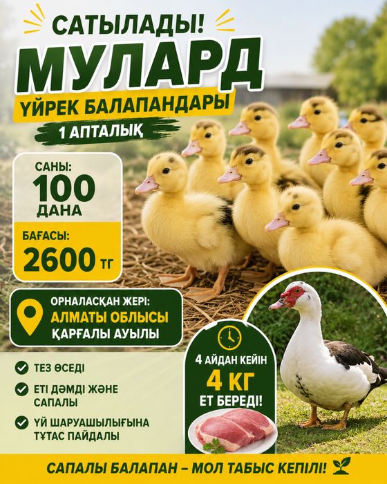 Утята мясного направления. Мулард.  Недельные. 3000 тг.