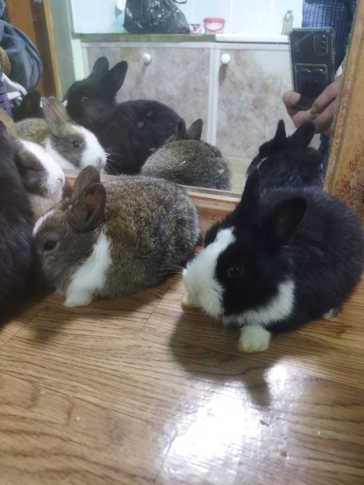 Galland panda quyon bollari sotiladi