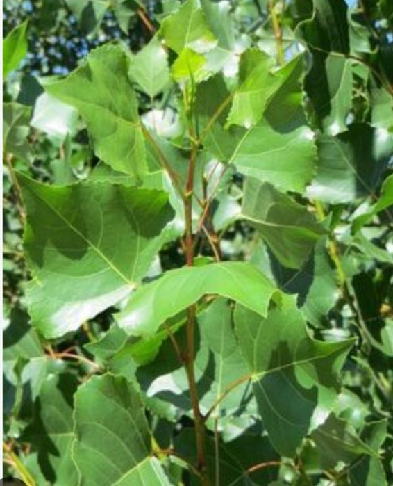 Продам лиственые саженцы