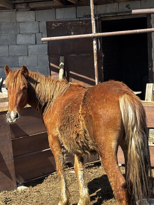 Семіз Жас бие 550 000 тг