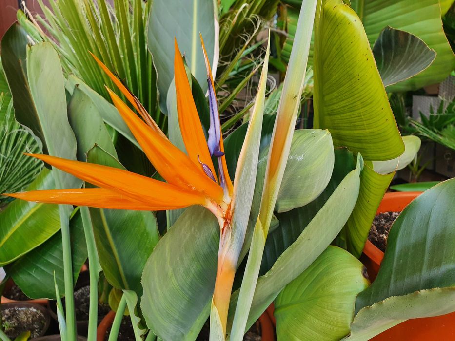 Strelitzia (Pasarea Paradisului) in ghiveci (neinflorita)