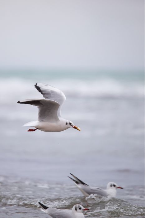 Объектив Tamron 70-200 f2.8