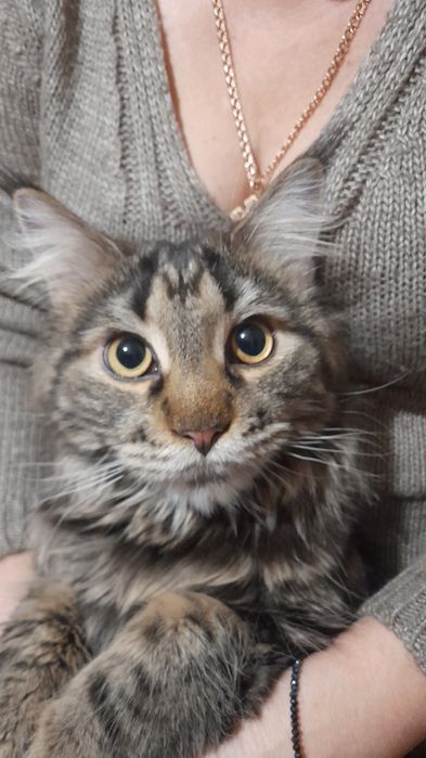 Девочка мэйкун ищет жениха