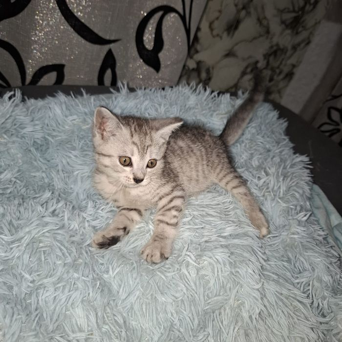Отдам котёнка в добрые руки