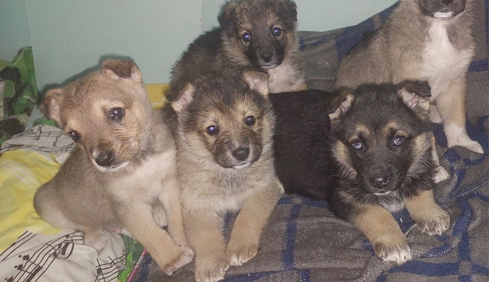 Милые щенки ищут дом