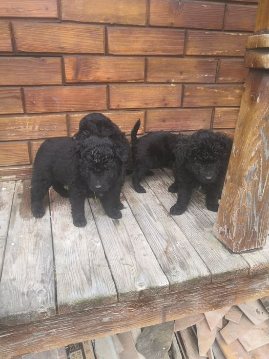 Căței de întors rasa MUDI