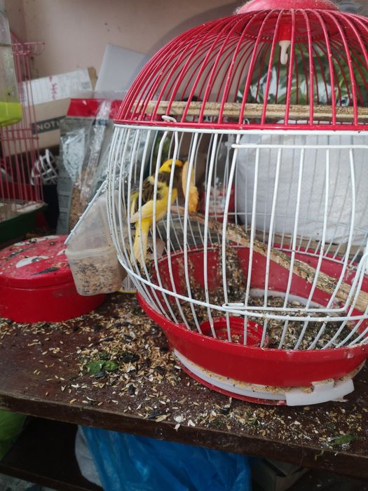 De vanzare canari tineri de 6 luni, 3 masculi de 6 luni si un pui