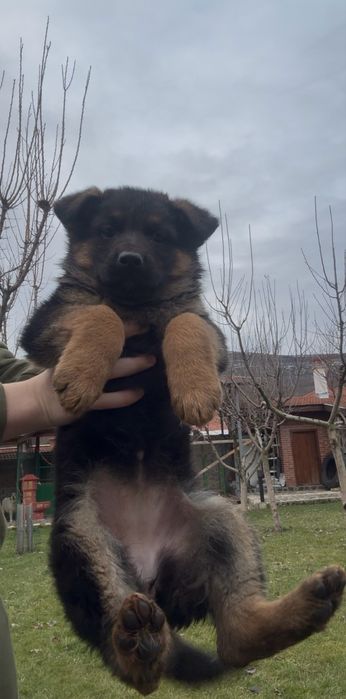 Чистокръвни Немски Овчарки