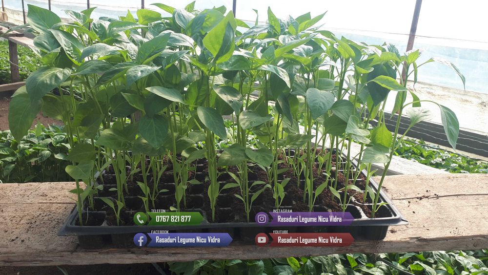 Vand rasad de rosii, ardei, castraveti, vinete | rasaduri de legume