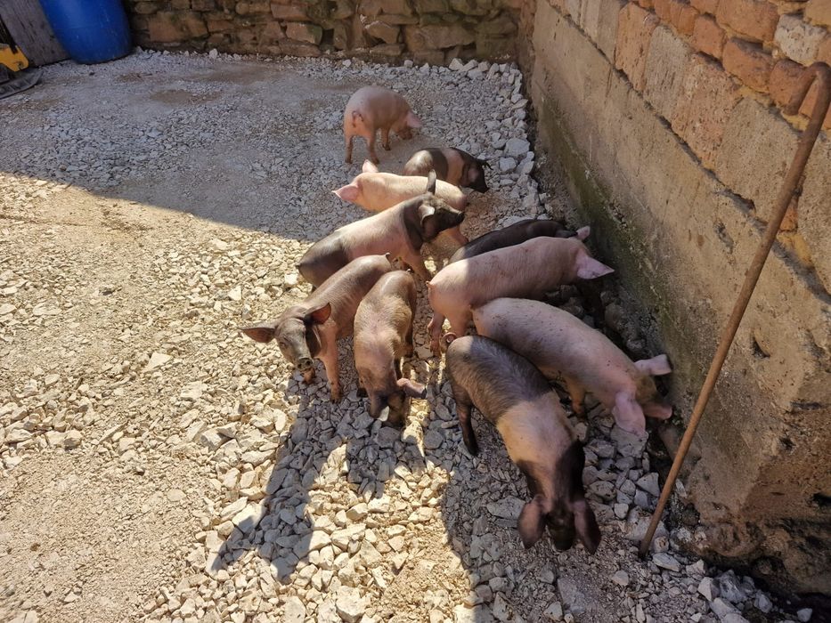 De vanzare, ,,piatra concasata"!