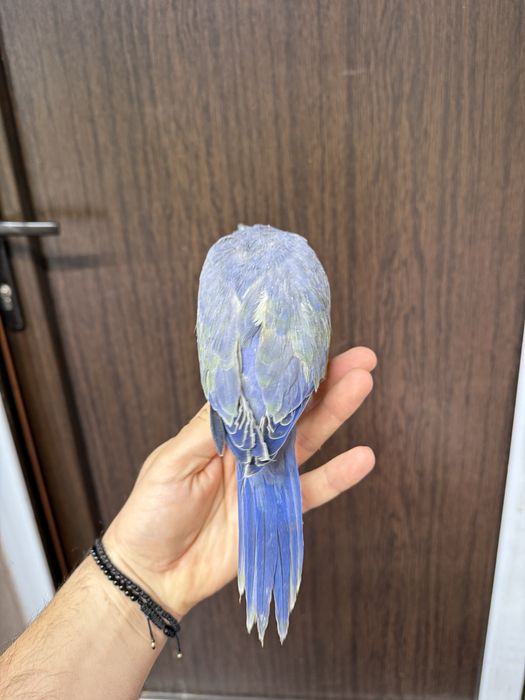 Pui blanzi Micul Alexandru violet Alexander