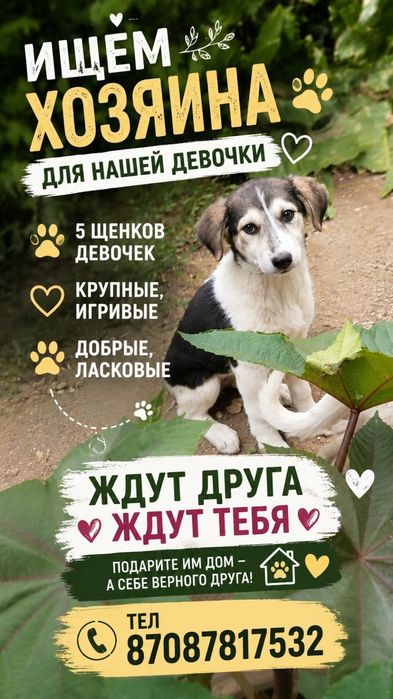 Щенята ищят дом срочно