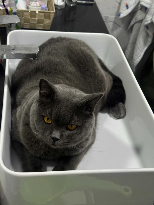 Отдам кота в хорошие руки