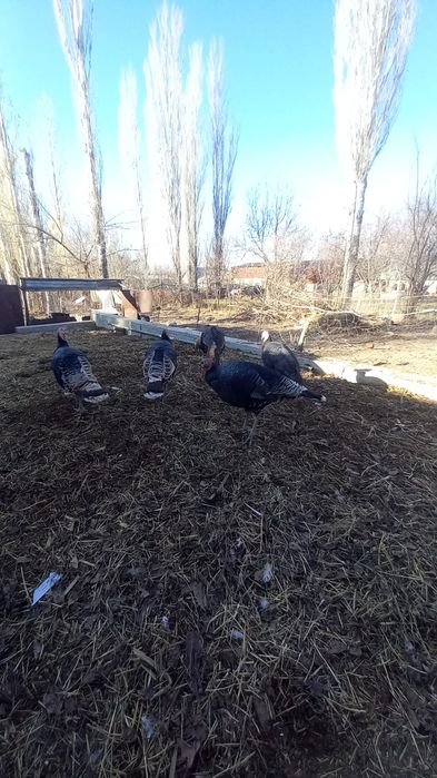 үндик кораз 6 айлык