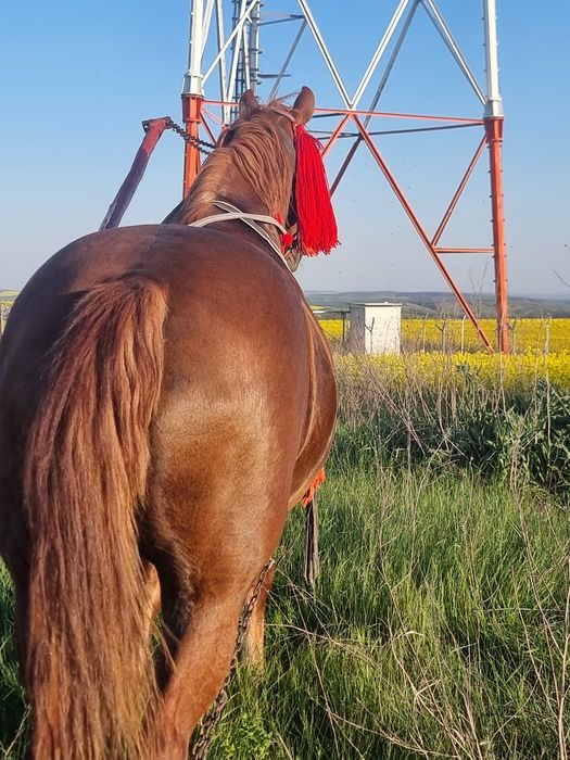 Vând Iapă gestanta in 7 luni