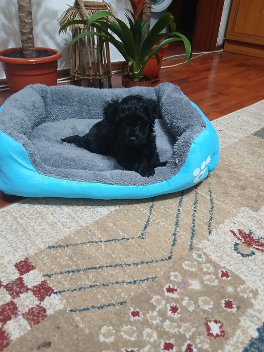 Fetita pudel caniche