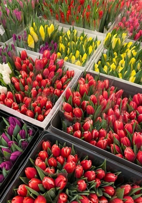 Тюльпаны Оптом высший сорт