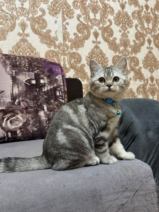 Кошки домашний отдаем бесплатно срочнооо!Позвоните