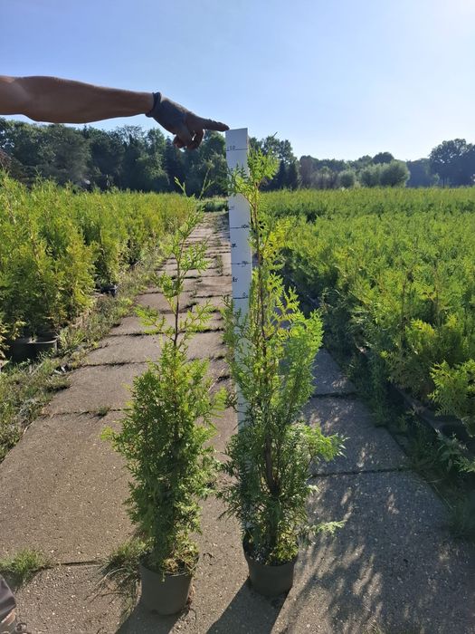 PLANTE ORNAMENTALE DE VÂNZARE  TUIA - Smarald, Barabant, Leylandi,Laur englezesc, Magnoli