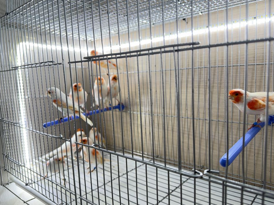 Продам канарейки