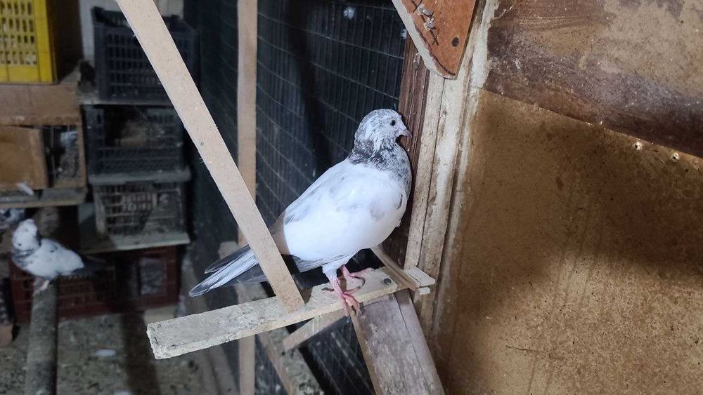 Продам пискунов от высоко лётных игровых ИНДОПАКИСТАНЦЕВ