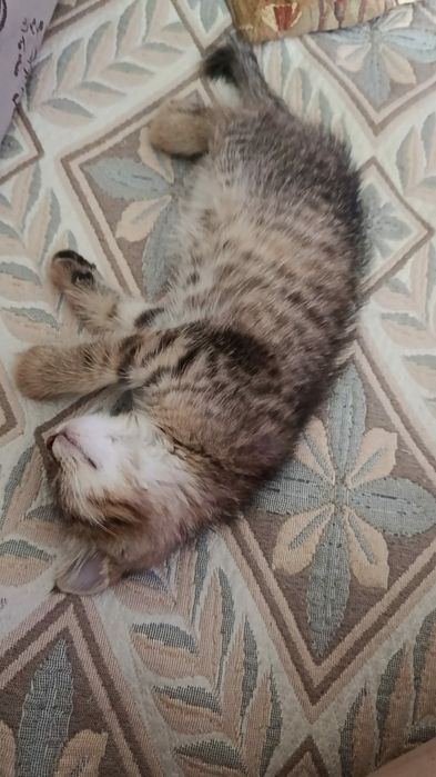Отдам котенка девочка