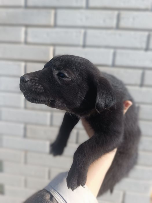 Щенки от лабрадора, 1,5 месяца