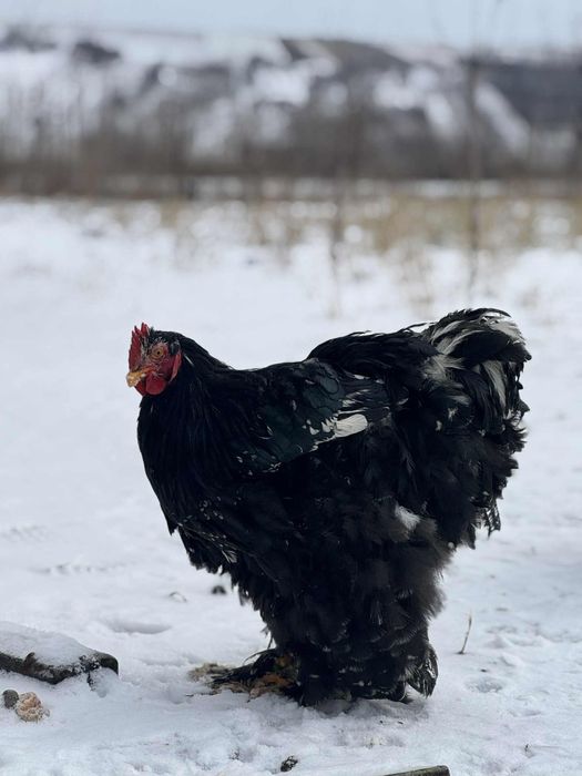 Cocosi cochinchina urias bobat