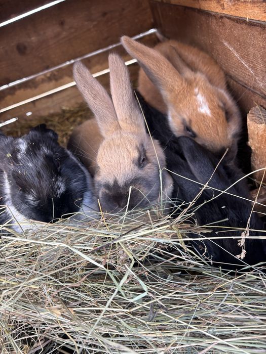 Vând iepuroaică cu puii săi