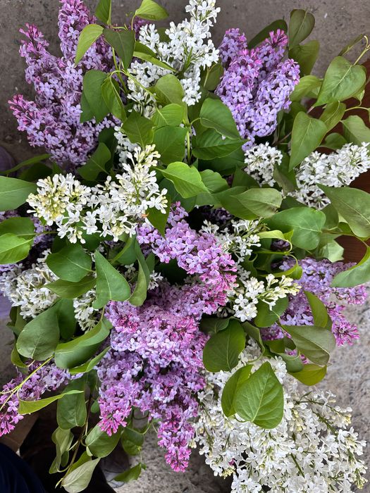 Сирень букет от 1000 тг