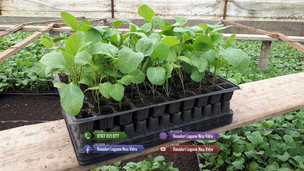 Rasaduri de rosii pentru solar si camp | Rasad legume ardei castraveti