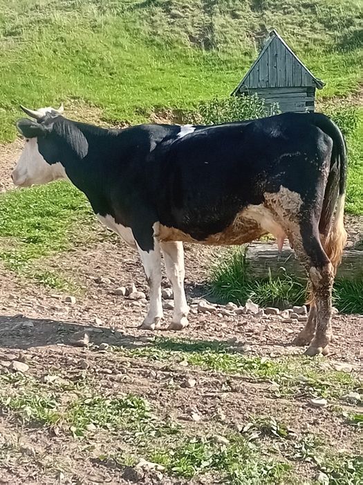 Vaci  cu vitai de vanzare
