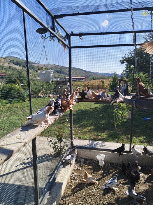 Porumbei de vânzare sau schimb