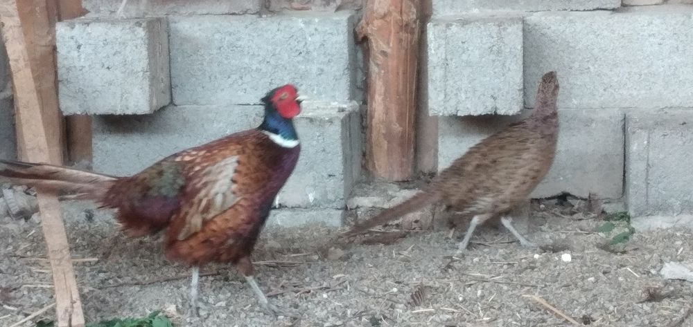 Фазан охотничий молодняк петухи