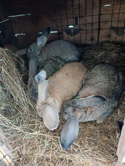 Vand iepuri de trei luni.