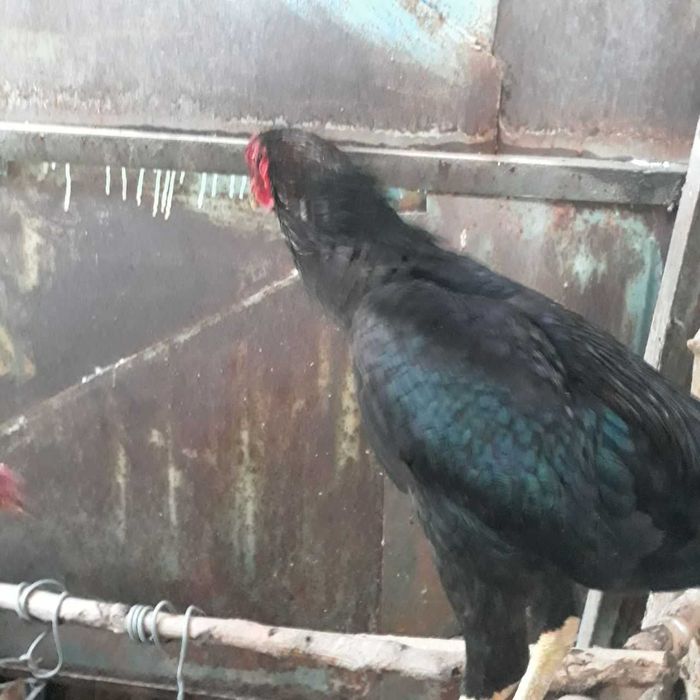 Петухи продаются