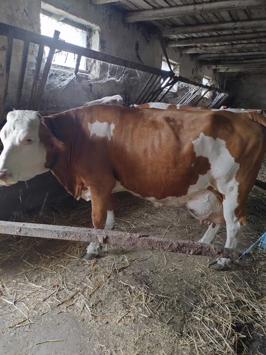 Vând vaca de lapte