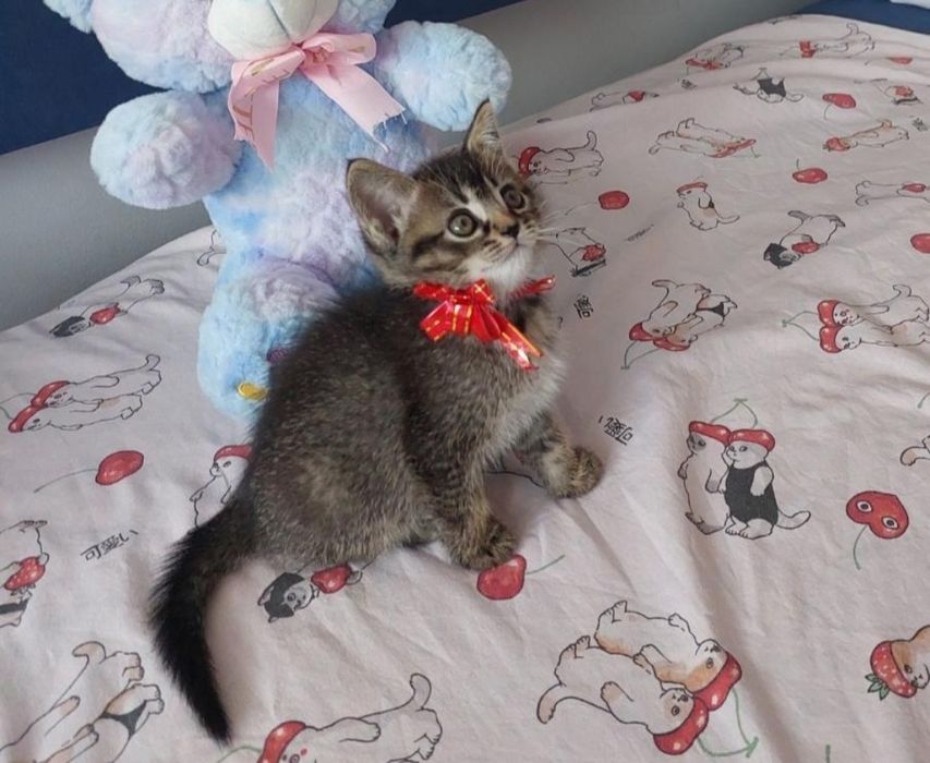 Отдам котенка в добрые руки