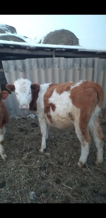 Продам 290000 нужны денги 1год телка